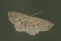 Cyclophora pendularia