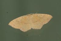 Cyclophora ruficiliaria