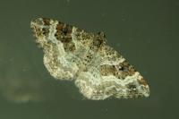 Epirrhoe alternata