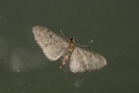 Eupithecia virgaureata