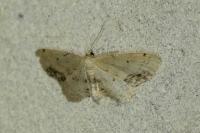 Idaea dimidiata