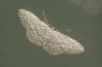 Idaea seriata
