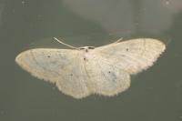 Idaea straminata