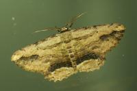 Menophra abruptaria