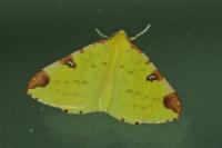 Opisthograptis luteolata
