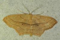 Scopula imitaria
