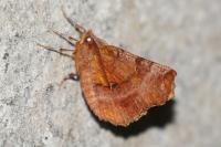 Selenia dentaria