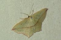 Timandra comae