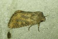 Luperina testacea