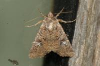 Mesapamea secalella/secalis