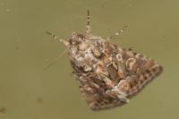 Thalpophila matura