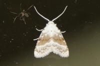 Meganola albula