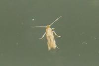 Bucculatrix ulmella