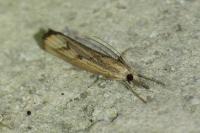 Agriphila geniculea