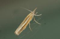 Agriphila tristella
