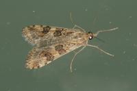 Nomophila noctuella