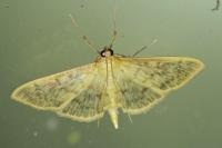 Patania ruralis