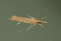 Pediasia contaminella
