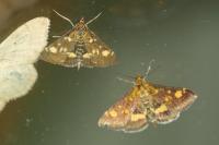 Pyrausta aurata