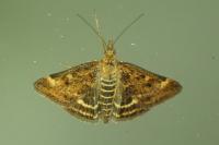 Pyrausta despicata