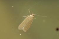 Acompsia cinerella