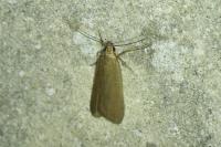 Acompsia cinerella