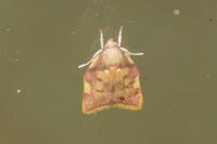 Carcina quercana