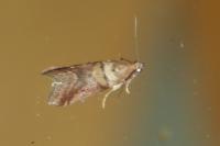 Acrobasis consociella