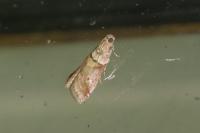 Acrobasis consociella