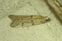 Phycitodes binaevella