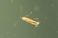 Coptotriche marginea