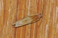 Eucosma