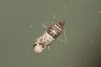 Notocelia incarnatana