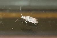 Paraswammerdamia albicapitella