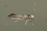Paraswammerdamia nebulella