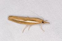 Agriphila tristella