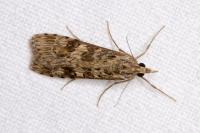 Nomophila noctuella