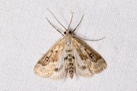 Parapoynx stratiotata