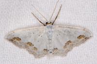 Scopula ornata