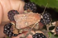 Xestia xanthographa