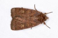 Xestia xanthographa
