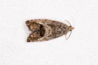 Cydia splendana