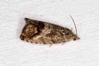Cydia splendana