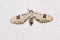 Eupithecia centaureata
