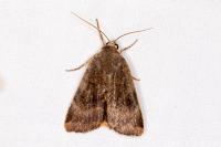 Noctua janthe/janthina