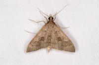 Mecyna asinalis