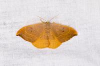 Watsonalla binaria