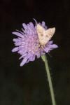 Mecyna asinalis