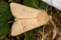 Mythimna vitellina