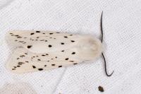 Spilosoma lubricipeda